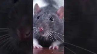 चूहे से डरी बिल्ली 😛🐈😺#funny #cartton #shortvideos #comedy #shorts #animals #cat #rat #viral #humor