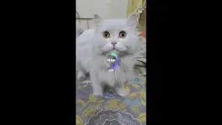 Mia_Mao_la_la_la_la_la_la🐈🐈💕#shorts #cats #pet #funnycat #catsgrooming #fluffycats #mewoo #catvideos