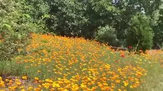 Wild Flower Meadow
