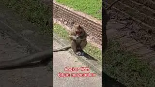 Siem Reap Angkor Wat haylaz maymunları #kambo&ccedil;ya #travel #siemreap #monkeys