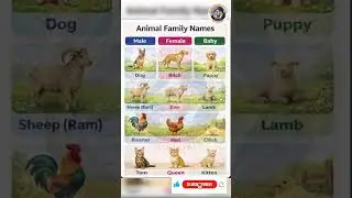 Animal Family Names in English | Male Female Baby Animals Vocabulary