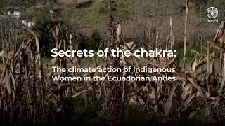 Secrets of the Andean chakras: the climate action of Indigenous Women in Ecuador (short version)