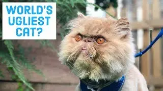 Winston Smushface - instafamous ugly cat