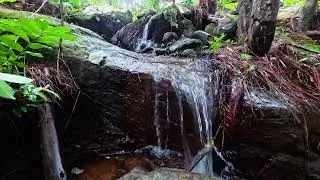 Waterfall With Mysterious Jungle Creatures