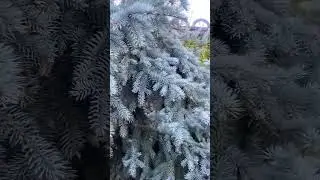 Picea pungens Glauca Prostrata ( ель вытянута на опоре вверх) 💚🌲💚 26.09.25ч🌲
