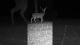😮 #huntingvideos #hunting #giantdeer #bowhunting #bowseason #giantwhitetail #outdoors #deerhunting