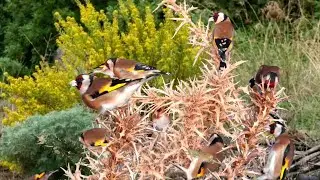 بتبتة الحسون تحفيز الحسون على التغريد والهيجان علاج صمت الحسون goldfinch stimulation #birds 
