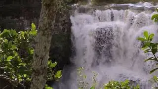 Relaxing Therapy Music for Stress Relief, Memory Loss, Alzheimer's Disease, Dementia, and, Anxiety