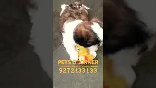 Today Offer!!! Top Quality ShihTzu Male Puppy available just 16k #qualitypuppies #dog #dogbreed