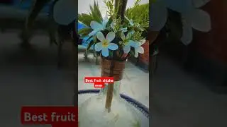 Best fruit shisha ever #shisha #fruit shisha#Dubhai shisha #travel #shisha world #hookahflavour