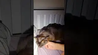 #котики #киса #кизя #мужи жена