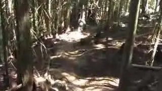 Fernie Alpine Resort - Ride of the Week August 8, 2007