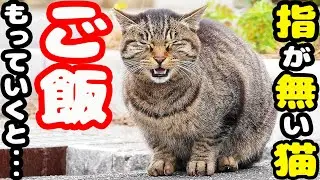 空腹で鳴いていた右後ろ足の指が無い猫にご飯をあげると・・・ さくらねこへのエサやり【視聴するだけでも猫を助けることになります】支援者様 視聴者様 猫たちに神のご加護を！
