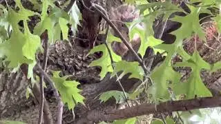 Alarm Bark of Eastern Fox Squirrel 🐿️ #squirrelsound