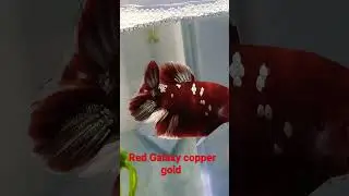 Red galaxy copper gold