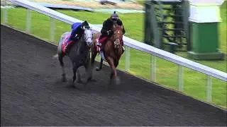 Coastline works for 2014 Toyota Blue Grass (G1)