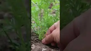 How To Thin Carrots and Not Waste Carrot Seedlings