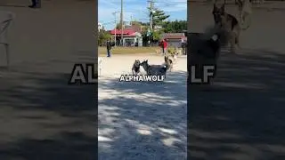 Alpha Wolfie never scared 😄 #husky #dogtype #dogshorts