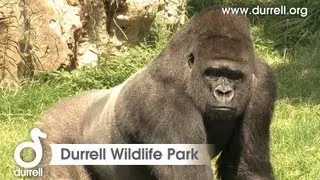 Sneak peek of Durrell Wildlife Park, Jersey