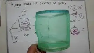 HOGAR PARA ALEVINES DE GUPPY - Acuario comunitario de 125 litros - 21 -
