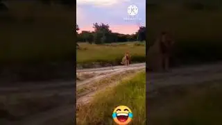 Funny lion memes #memes #funny