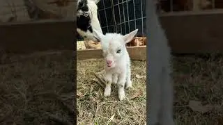 Goodbye 2025🥺#2025 #2026 #FarmLife #Subscribe #Pigs #Goat #Dogs #Cats #Fun #Farm