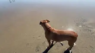 Silver Strand Beach, San Diego between Imperial Beach and Coronado with Cujo.  See description.