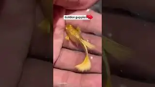 Are Golden Guppies the Most Colorful Fish in the World?