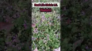 Welsh: the real-life Elvish language #nature #druidry #elvish #welsh #druids