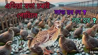 Assam Qual bird Farm | Nagaon bota sorai farm | Assam bota sorai farm | Japanese Qual bird farm 
