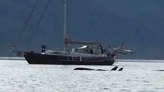 Kayaking with Orca