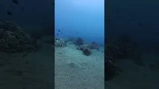 Diving luca Sanctuary Dauin philippine #divingparadise #shortvideo #travelph #DiveMac