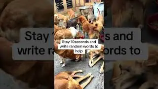 Please be kind for no reason and donate to help the fur babies- Gofundme campaign in our bio ❤️