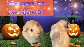 Our Guinea Pig Beat the Odds: Best Halloween Treat Is Her Health!