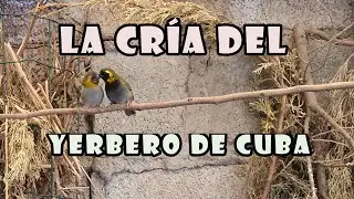 CRÍA del YERBERO de CUBA  ( TIARIS CANORA )