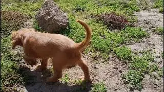 Cavalier King Charles Spaniel
