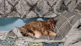 When Sleep Is Just Pure Velvet: Cat Face-Plant Nap 💤😽