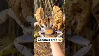 The secret of the coconut crab! #animals #coconutcrab #wildlife #amazing #fyp