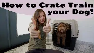 How to Crate Train a Dog! | Austin, TX Dog Training