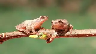 Spring Peepers -- AskMDC