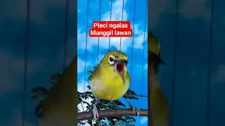 pleci gacor manggil lawan #plecigacor
