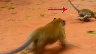 Aron threaten baby monkey Alba running so fast