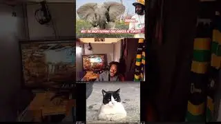 angry elephant charges at tourists #dailydoseofinternet  #shorts