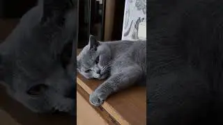 Фильм ужасов 😱 🤔🤣 #shorts #cat #statham #video #shortvideo #style #юмор #цитаты #красиваякошка