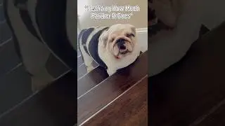 Bubba Vs Stairs #dog #dogshorts #funnyshorts #dogs #funny #silly #overcomingobstacles #fat