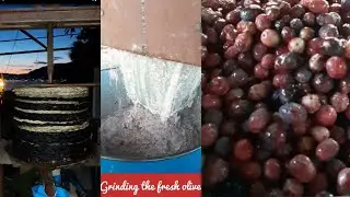 Natural way of making olive oil | Homemade pure olive oil