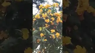 🥰🫂unnai parthal#MGR movie old tamil song#shortvideo #reels #MGR movie song Tamil trending#viral
