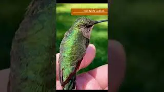 Most Beautiful Bird Ever! Best of internet, Animal Story compilation
