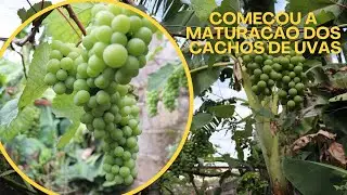 COMEÇOU A MATURAÇÃO DOS CACHOS DA UVA BORDÔ