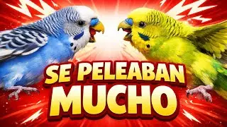 SE PELEABAN MUCHO Así que hice ésto 🐦💥 | They Kept Fighting… So I Did This 🐦💥